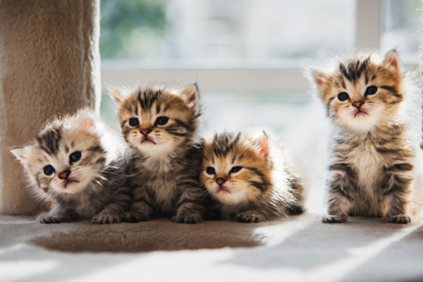 кошенята петпартнери чекліст