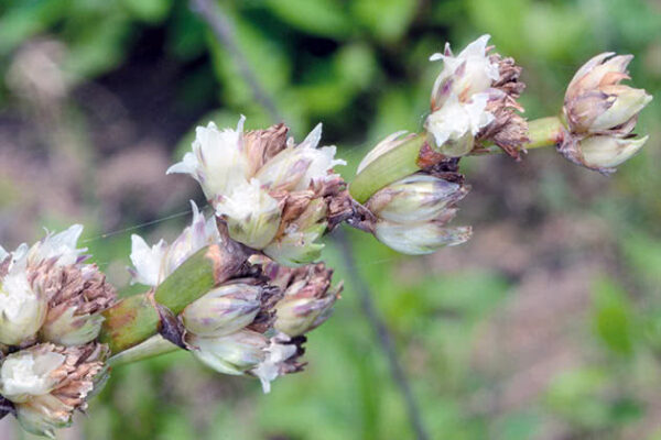 Золотий вус від варикозу