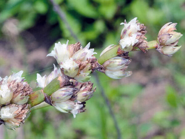 Золотий вус від варикозу