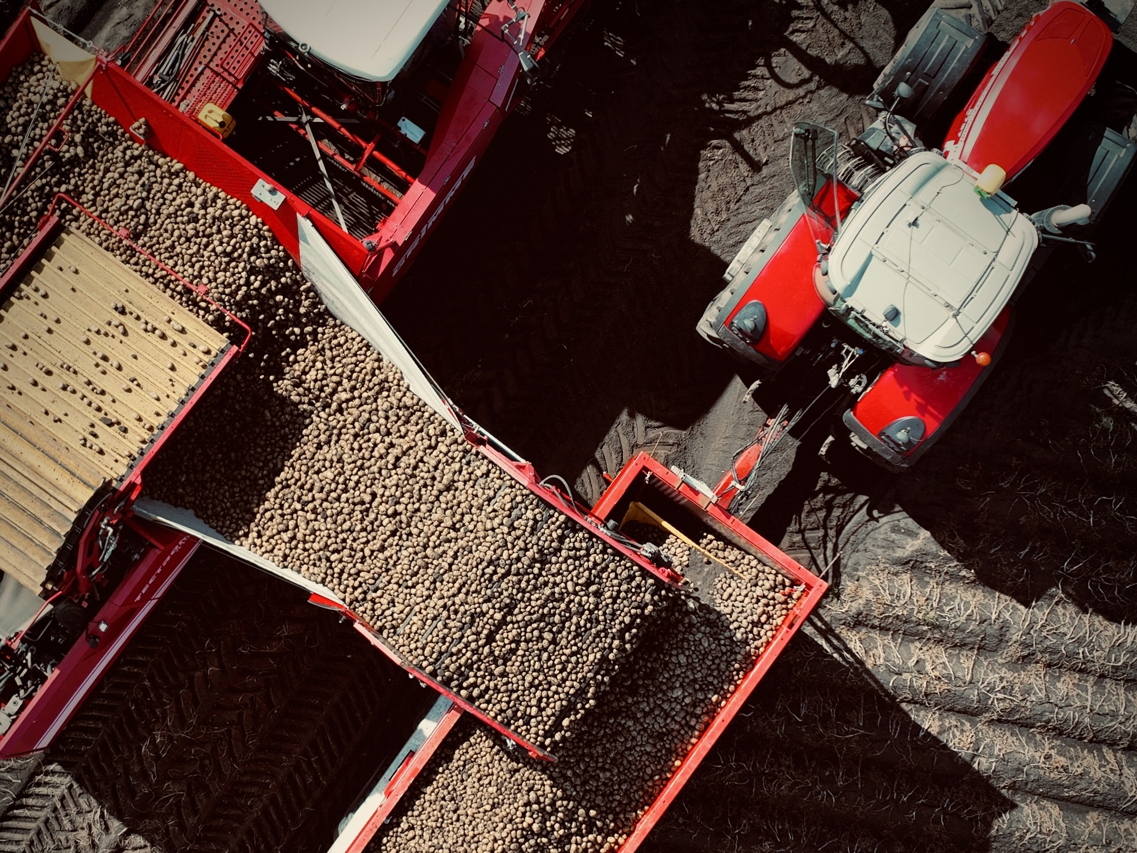 У «Контінентал» завершили викопування картоплі сезону-2025