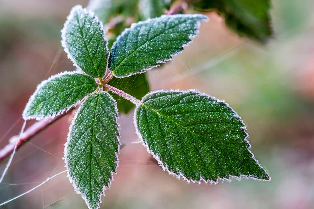 Синоптики прогнозують на Тернопільщині похолодання на початку грудня
