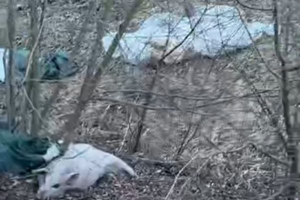 туші свиней викинуті біля дороги поблизу Бережан