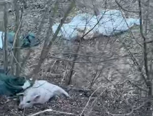 туші свиней викинуті біля дороги поблизу Бережан