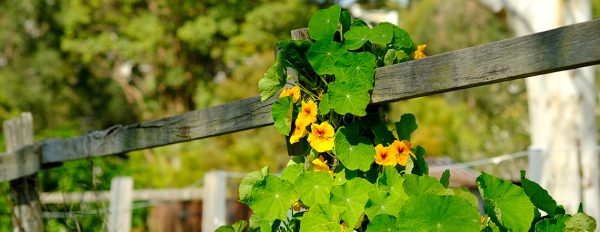 настурція на грядці як захист від слимаків