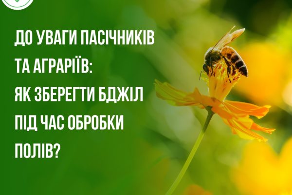 бджоли на квітах