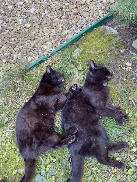 У поліції Тернопільської області заявили, що про загибель тварин у Касперівці дізналися під час моніторингу інтернету. Інформацію про випадок внесли до Єдиного обліку заяв і повідомлень про кримінальні правопорушення та інші події. "Наразі співробітники відділення поліції №4 міста Заліщики встановлюють усі обставини події, а також свідків та очевидців. За результатами перевірки буде надано правову кваліфікацію", – додали правоохоронці.